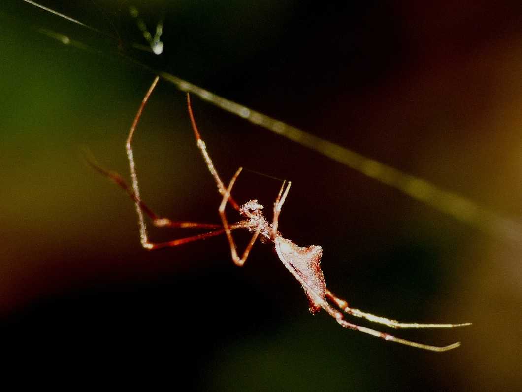 La fantomatica Rhomphaea - Santa Teresa Gallura (OT)